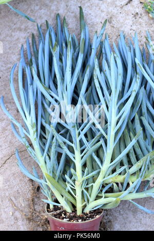 Blue Chalk Sticks saftig oder bekannt als Senecio Mandraliscae, blaue Finger Sukkulenten Stockfoto