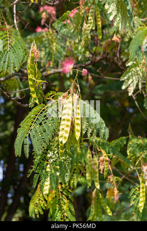 Detail zeigt eine Albizia julibrissin ((persischer Seide Baum, pink silk Tree) Baum mit Blumen und Samenkapseln in Herastrau Park, Bukarest, Rumänien. Stockfoto