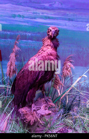 Eine cinereous Geier (Aegypius monachus) auf der Anzeige innerhalb des Grigore Antipa Nationalmuseum für Naturgeschichte, Bukarest, Rumänien. Stockfoto