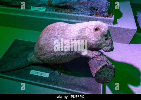 Der Europäische Biber (Castor fiber Linnaeus) auf der Anzeige innerhalb des Grigore Antipa Nationalmuseum für Naturgeschichte, Bukarest, Rumänien. Stockfoto