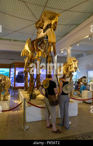 Besucher vor dem deinotherium giganteum fossilen auf Anzeige innerhalb des Grigore Antipa Nationalmuseum für Naturgeschichte, Bukarest, Rumänien. Stockfoto