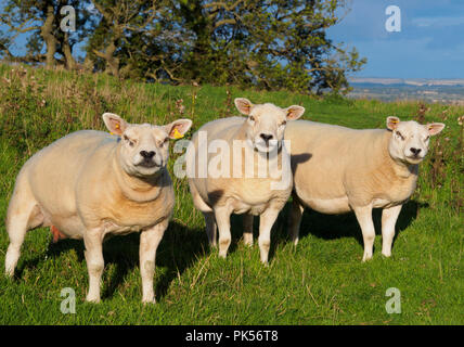 Texel hoggett ram Lämmer 1 Jahr in den Scottish Borders, auf der Beweidung auf Hume Schloss, Berwickshire Stockfoto