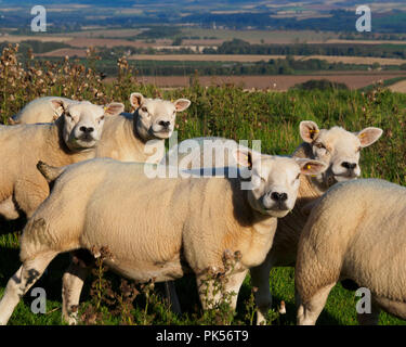 Texel hoggett ram Lämmer 1 Jahr in den Scottish Borders, auf der Beweidung auf Hume Schloss, Berwickshire Stockfoto