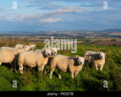 Texel hoggett ram Lämmer 1 Jahr in den Scottish Borders, auf der Beweidung auf Hume Schloss, Berwickshire Stockfoto