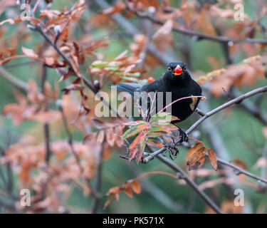 Erwachsene männliche Amsel thront auf einem Baum mit roten Beeren in seinem Schnabel Stockfoto