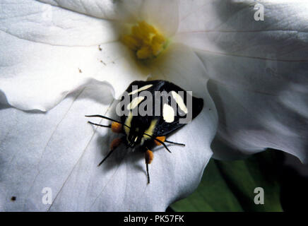 Insekt2 061702 -- "Acht beschmutzt Förster Motten' (Alypia octomaculata). Familie Noctuidae (noctuid oder Owlet moth). Stockfoto