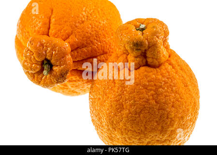 Sumo Zitrusfrüchte, auch genannt, ist ein dekopon Kernlose und süßen mandarin Vielfalt, markanten wegen seiner Größe und großen hervorstehenden Beule auf der Oberseite. Stockfoto