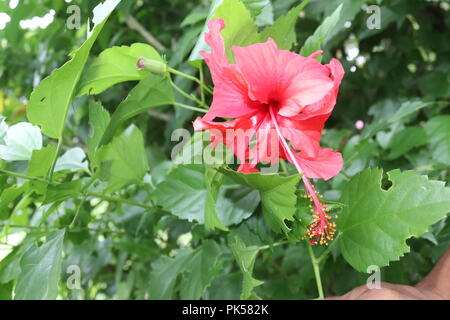 Hibiskusblüte in roter Farbe (joba ful) mit verschwommenen Pflanzenblättern. Rosa und Rotfärbung joba-Blume.Rote Hibiskusblüte.Hibiscus rosa-sinensis. Stockfoto