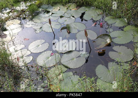 Seerose lotosblume und Laubenwasser Lilienblatt oder lotusblatt.Seerose ‍Flower und Lotusblume mit Wasser Stockfoto