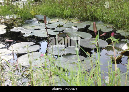 Seerose lotosblume und Laubenwasser Lilienblatt oder lotusblatt.Seerose ‍Flower und Lotusblume mit Wasser Stockfoto