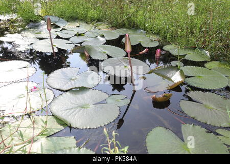 Seerose lotosblume und Laubenwasser Lilienblatt oder lotusblatt.Seerose ‍Flower und Lotusblume mit Wasser Stockfoto