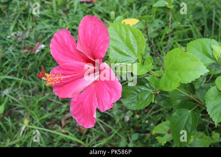 China Rose Blumen. Blumen Poopy. Rosa und rote Blumen isoliert auf grünem Hintergrund. Stockfoto