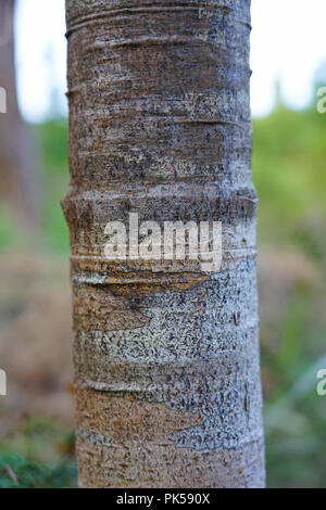 Ansicht einer Kauri Baum in einem Wald im Norden Island, Neuseeland Stockfoto