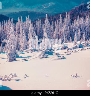 Bunte winter Szene in die Karpaten. Tannen Neuschnee bedeckt bei frostigen Morgen glühende erste Sonnenlicht. Instagram Muskelaufbau. Stockfoto