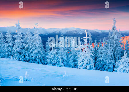 Bunte winter Szene in die Karpaten. Tannen Neuschnee bedeckt bei frostigen Morgen glühende erste Sonnenlicht. Stockfoto