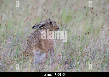 Feldhase (Lepus europaeus) Sat in Grünland auf einer North Norfolk Farm. Stockfoto