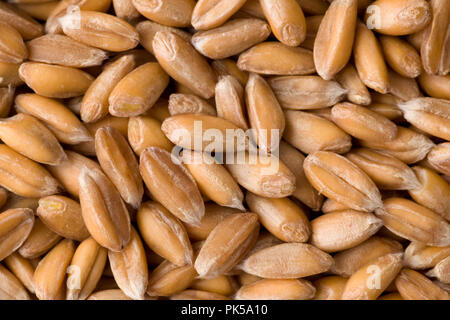 Dinkel Körner Nahaufnahme Textur Hintergrund. Ansicht von oben. Studio Shot Stockfoto