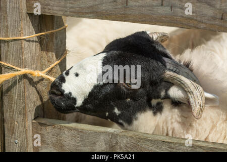 Grobe fiel Schafe Stockfoto
