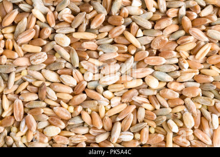 Weizen, Roggen, Dinkel, Gerste und Sorghum Getreide samen Nahaufnahme Muster Hintergrund. Ansicht von oben. Studio Shot Stockfoto