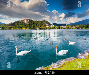 Weiße Schwäne im Sommer sonnigen Tag auf See Bled, Bledsky See. Julian Alpine. Slowenien. Instagram Muskelaufbau. Stockfoto