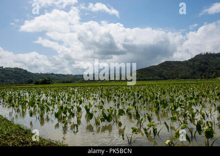 Taro ernten auf Kuaui, Hawaii Inseln Stockfoto