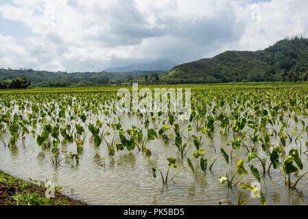 Taro ernten auf Kuaui, Hawaii Inseln Stockfoto