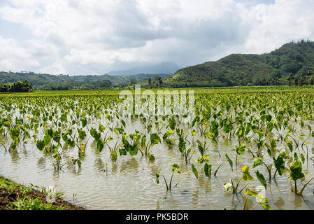 Taro ernten auf Kuaui, Hawaii Inseln Stockfoto