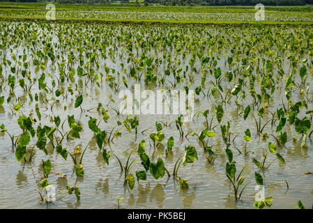 Taro ernten auf Kuaui, Hawaii Inseln Stockfoto