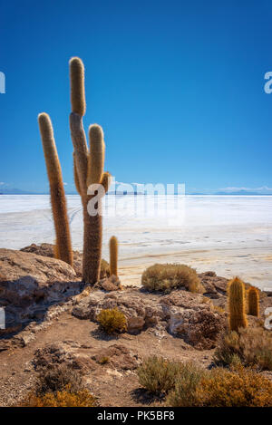 Große Kaktus in Insel Incahuasi, Salar de Uyuni Salzsee, Potosi, Bolivien Stockfoto