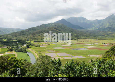 Taro Felder, Kauai Stockfoto