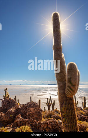 Große Kaktus in Insel Incahuasi, Salar de Uyuni Salzsee, Potosi, Bolivien Stockfoto