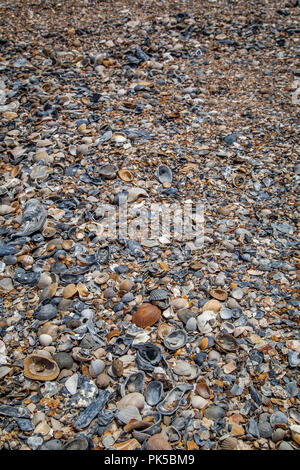 In der Nähe von Tanks auf einem Strand gespült. Stockfoto