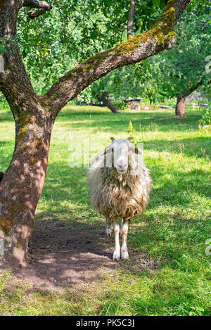 Schafe unter dem Baum von der Sonne versteckt. Sonnigen Tag im Sommer Stockfoto