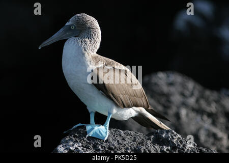 Blue Footed Booby:: Sula nebouxii Gal ‡ pagos Inseln entwickelt haben einige der einzigartigen Formen des Lebens auf der Erde, die stark an die rauen angepasst Stockfoto