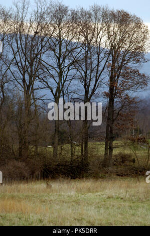 Whitetail deer steht am Rand eines Feldes in Blandy Versuchsbetrieb in Clarke County Virginia. Stockfoto