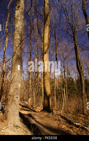 Der Appalachian Trail für seine weiße Blesse Trail Markierungen bekannt macht es weg von Springer Berg Georgia zu Mt. Katahdin Maine. Hier in der decidu Stockfoto