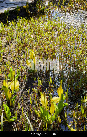 Morgensonne funkelt auf dem Wasser, in dem sich der frische wachsenden gelben Skunk Cabbage im Arduaine Gärten. Argyll Stockfoto