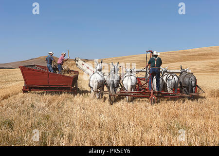 Colfax, Washington USA - 09-03-2018. Editorial Foto von Männern fahren Entwurf Maultiere treibt ein swather zu ernten Weizen in der alten Zeit dreschen Biene in Co Stockfoto