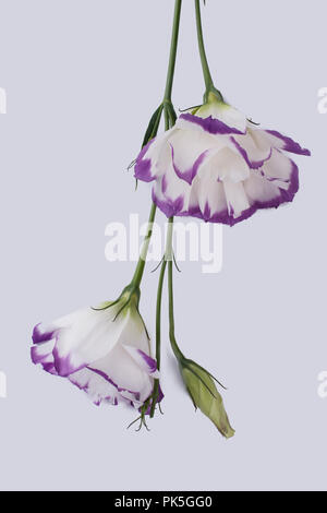 Eustoma Blumen auf Weiß isoliert. Close Up. Mit der Oberseite nach unten. Stockfoto