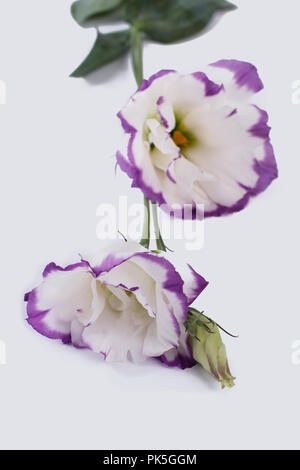 Zwei eustoma Blumen hautnah. Auf weiß isoliert. Stockfoto