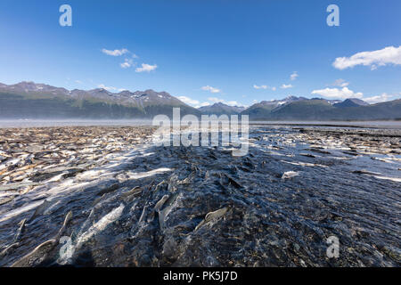 Laich Silber und Rosa Lachs bei Ebbe liegen Verrotten entlang eines Baches in Valdez in Southcentral Alaska gestrandet. Stockfoto