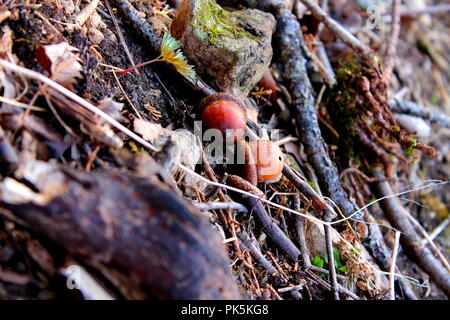 Ein paar Eicheln, die nebeneinander auf dem Waldboden gelandet Stockfoto