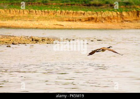 Ein Foto von einer Gans fliegen tief über das Wasser des Sees Red Rock. Den sandigen und felsigen Ufer kann im Hintergrund gesehen werden. Stockfoto