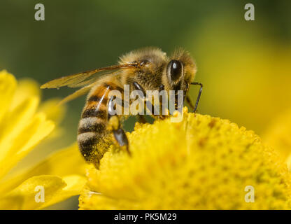 Honigbiene (Apis mellifera) Sammeln von Nektar auf einem gelben Helenium Blume Stockfoto