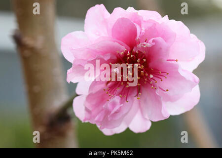 Makro Nahaufnahme einer neuen Jahreszeit Frühling Peach Blossom. Schönen zarten Rosa über ein weiches, blütenförmiges und Blume. Wechsel der Jahreszeit, Fruchtbarkeit Jahreszeiten Konzept mit f Stockfoto