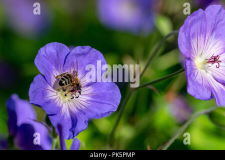 Biene sammelt Nektar, Pollen von einem violetten Geranium Rozanne (Gerwat) auch als Jolly Bee bekannt Stockfoto