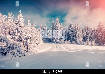 Bunte winter Sonnenaufgang in den Snowy Mountains. Neuschnee bei frostigen Morgen glühende erste Sonnenlicht. Stockfoto