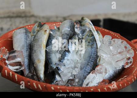 Sardinen mit Eis auf Platte warten in einem Markt vorbereitet zu sein in Lissabon Abschaltdruck Stockfoto
