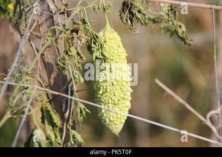 Bitter Melone oder Bittermelone (Momordica Charantia) Stockfoto