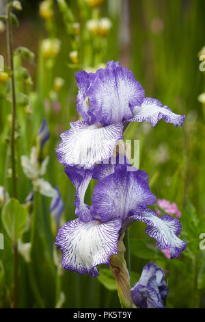Einen blau-weißen bärtigen Iris im Garten. Stockfoto